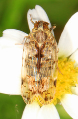 Melanoliarus placitus