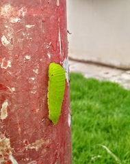 Graphium agamemnon