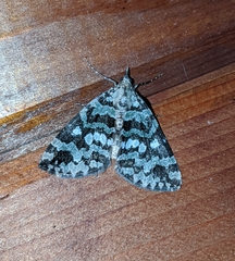 Hydriomena speciosata