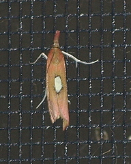 Canuza euspilella