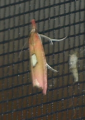 Canuza euspilella