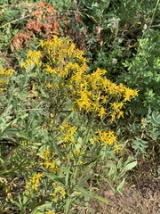 Senecio serra