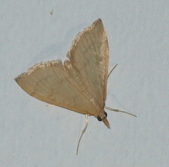Metasia dicealis