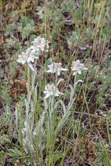 Leontopodium