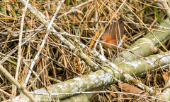 Laterallus albigularis