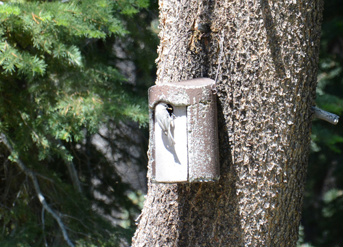 iNaturalist observation photo of Mountain Chickadee