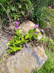 Tradescantia crassifolia