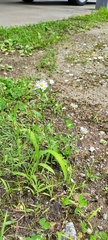 Erigeron philadelphicus