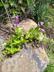 Tradescantia crassifolia
