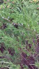 Juniperus sabina