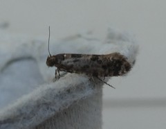 Parochmastis hilderi