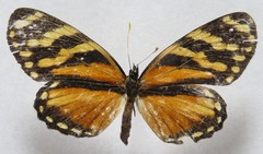 Eresia ithomioides alsina