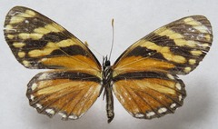 Eresia ithomioides alsina
