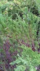 Juniperus sabina