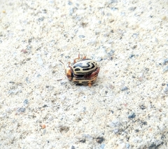 Zygogramma bicolorata