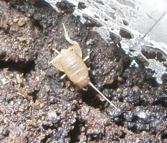 Myrmecophilus manni
