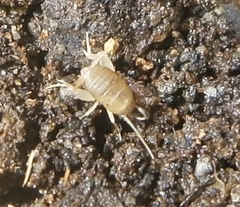 Myrmecophilus manni