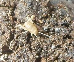 Myrmecophilus manni
