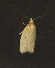 Clepsis therina