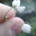 Allium vodopjanovae czemalense - Photo (c) Konstantin Romanov, algunos derechos reservados (CC BY-NC), subido por Konstantin Romanov