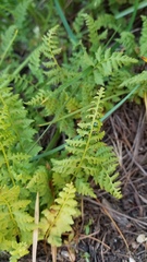 Athyrium distentifolium