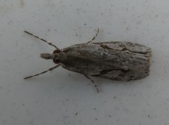 Eudonia bisinualis