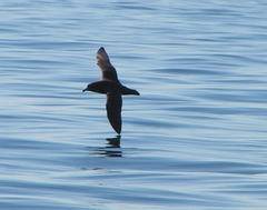 Procellaria westlandica