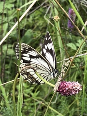 Melanargia epimede