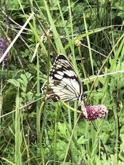 Melanargia epimede