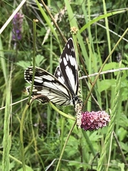 Melanargia epimede