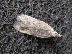 Tornodoxa paraleptopalta