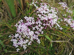 Arcytophyllum muticum