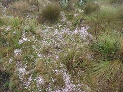 Arcytophyllum muticum