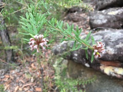 Grevillea phylicoides