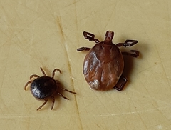 Amblyomma cordiferum