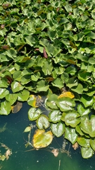 Nymphaea mexicana