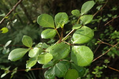 Melicope ×mantellii