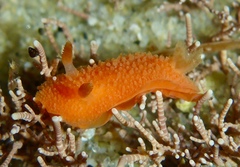 Thordisa bimaculata