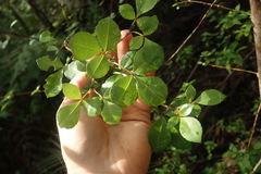 Melicope ×mantellii