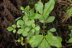 Melicope ×mantellii