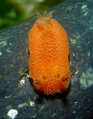 Thordisa bimaculata