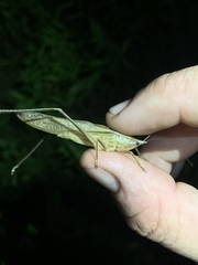 Neoconocephalus nebrascensis
