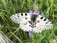 Parnassius nomion