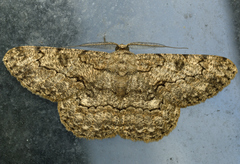 Hypomecis transcissa