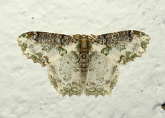 Eucyclodes picturata