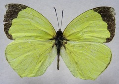 Abaeis xantochlora xantochlora