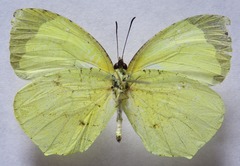 Abaeis xantochlora xantochlora