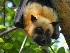 Pteropus seychellensis comorensis