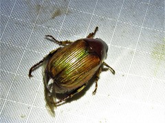 Callistethus marginatus