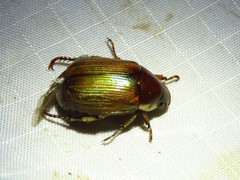 Callistethus marginatus